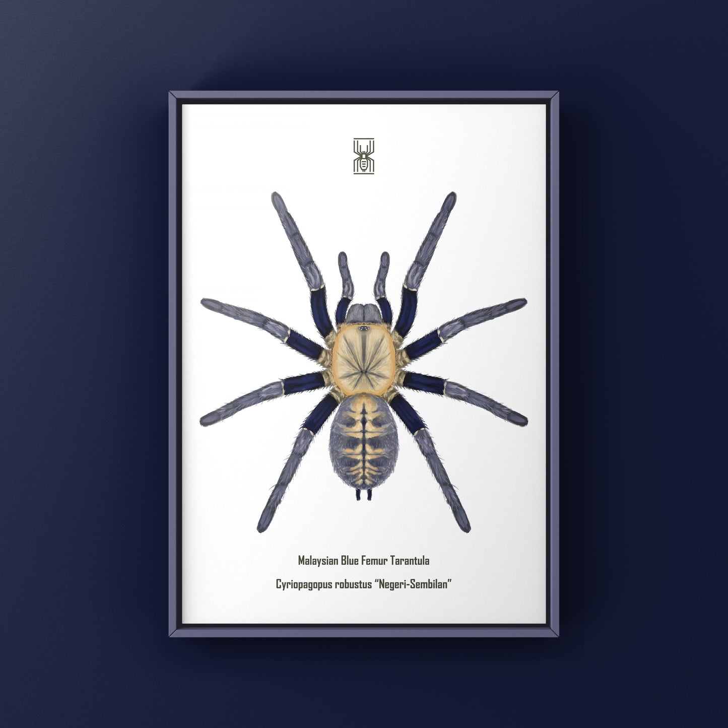 Malaysian Blue Femur Tarantula, Cyriopagopus Robustus "Negeri-Sembilan", Photographic Art Print from The Silk Ranch