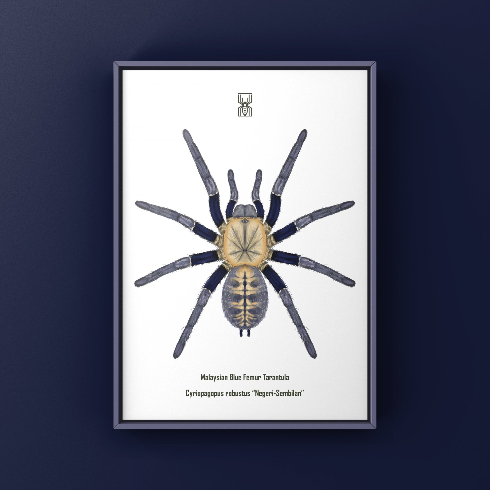 Malaysian Blue Femur Tarantula, Cyriopagopus Robustus "Negeri-Sembilan", Photographic Art Print from The Silk Ranch