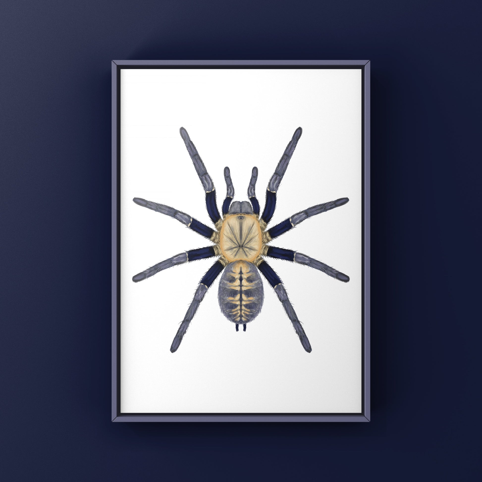 Malaysian Blue Femur Tarantula, Cyriopagopus Robustus "Negeri-Sembilan", Photographic Art Print from The Silk Ranch