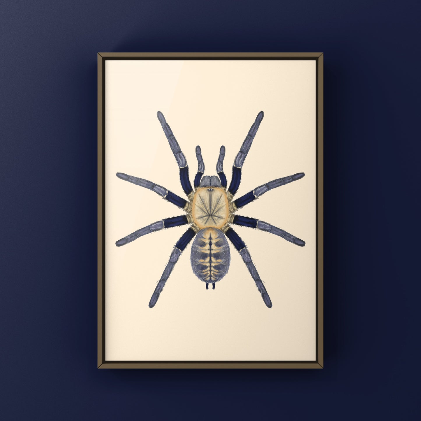 Malaysian Blue Femur Tarantula, Cyriopagopus Robustus "Negeri-Sembilan", Photographic Art Print from The Silk Ranch