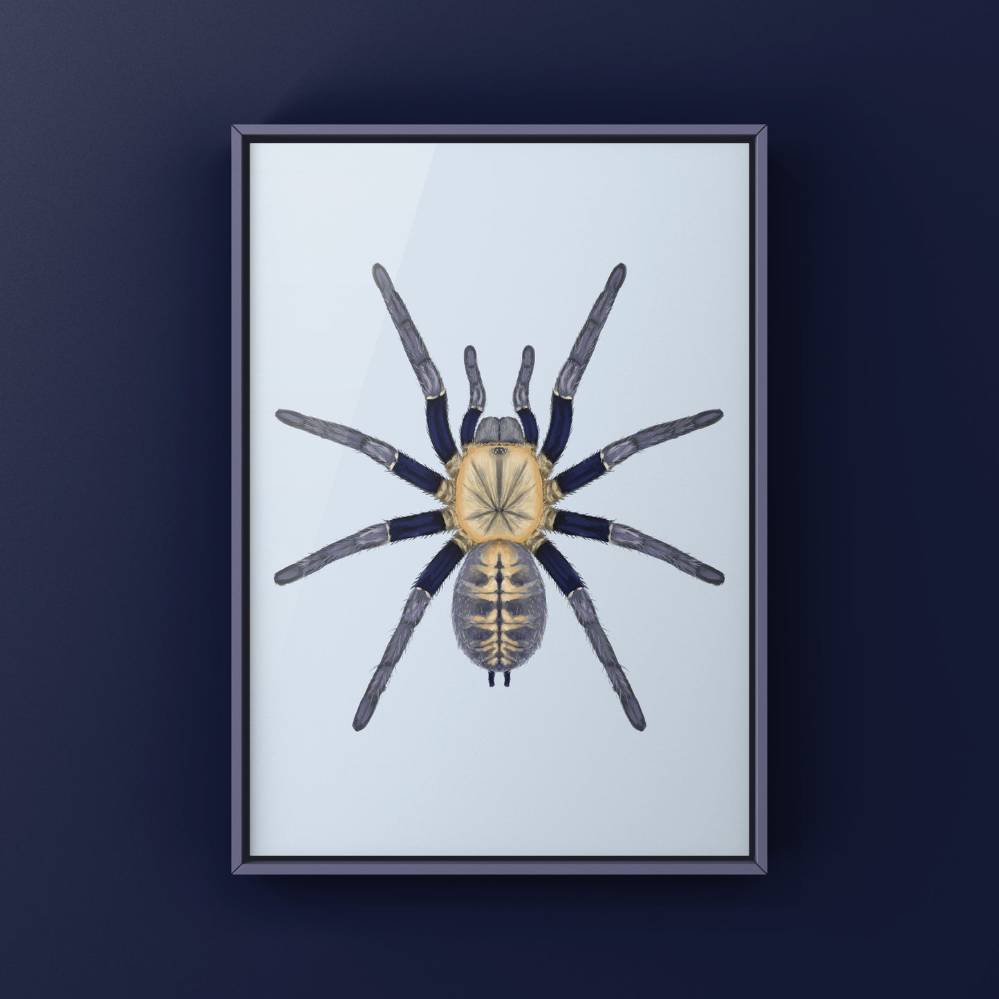 Malaysian Blue Femur Tarantula, Cyriopagopus Robustus "Negeri-Sembilan", Photographic Art Print from The Silk Ranch