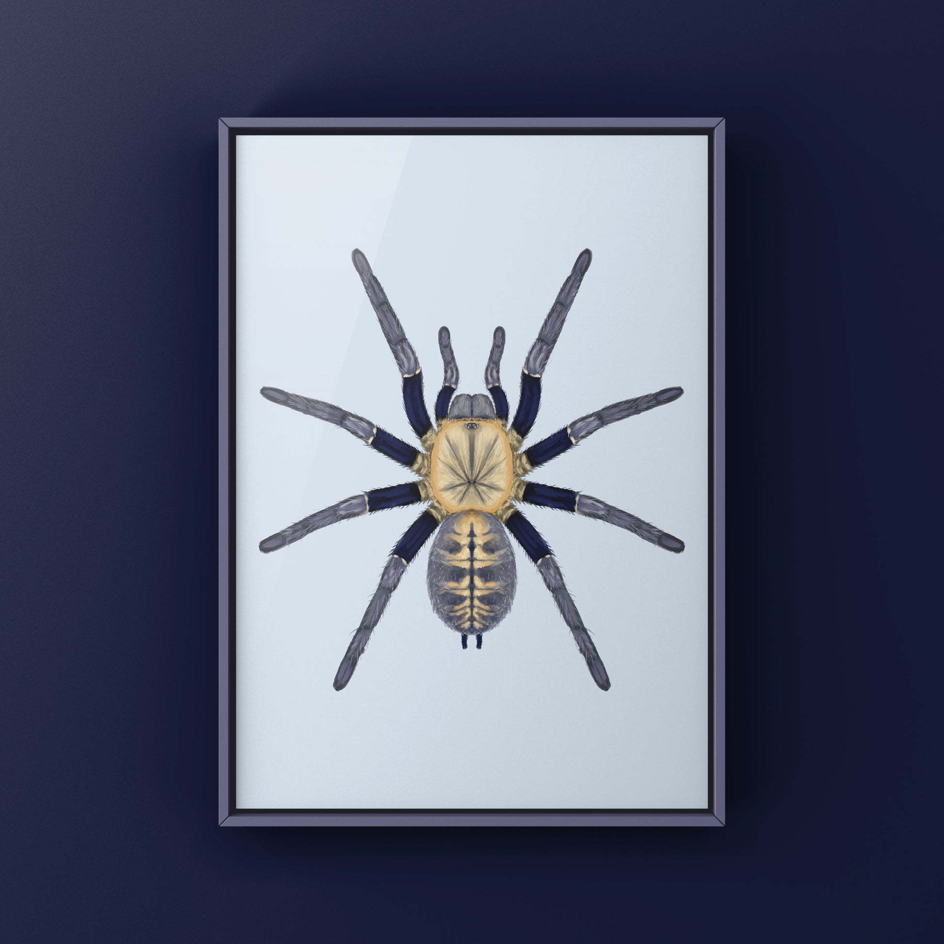 Malaysian Blue Femur Tarantula, Cyriopagopus Robustus "Negeri-Sembilan", Photographic Art Print from The Silk Ranch