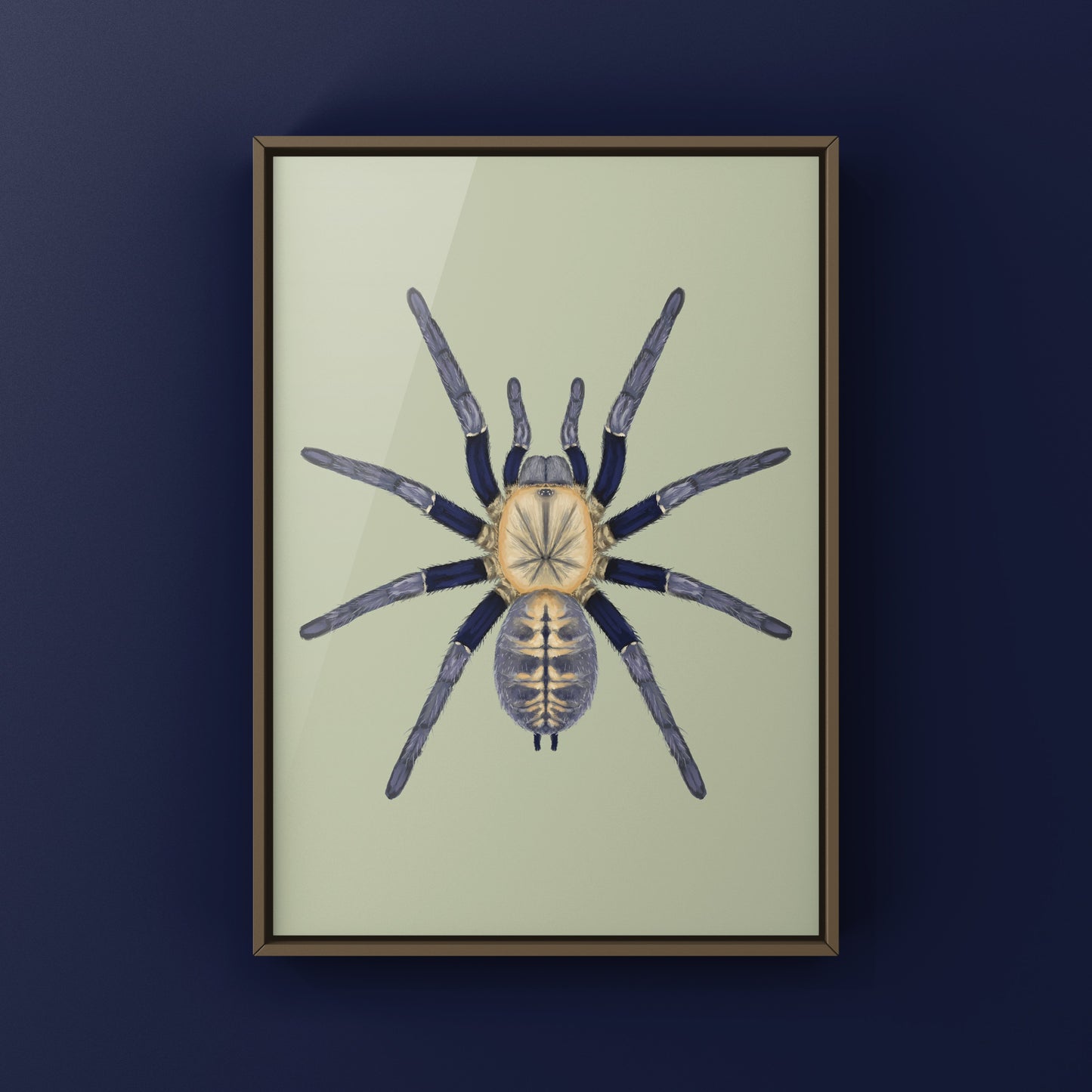 Malaysian Blue Femur Tarantula, Cyriopagopus Robustus "Negeri-Sembilan", Photographic Art Print from The Silk Ranch