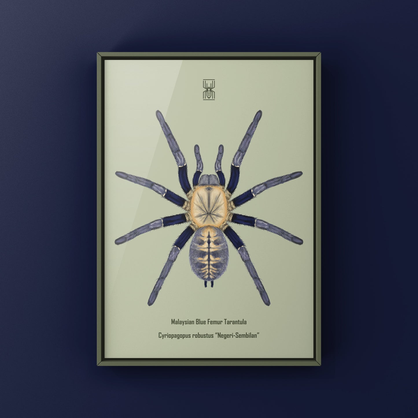 Malaysian Blue Femur Tarantula, Cyriopagopus Robustus "Negeri-Sembilan", Photographic Art Print from The Silk Ranch