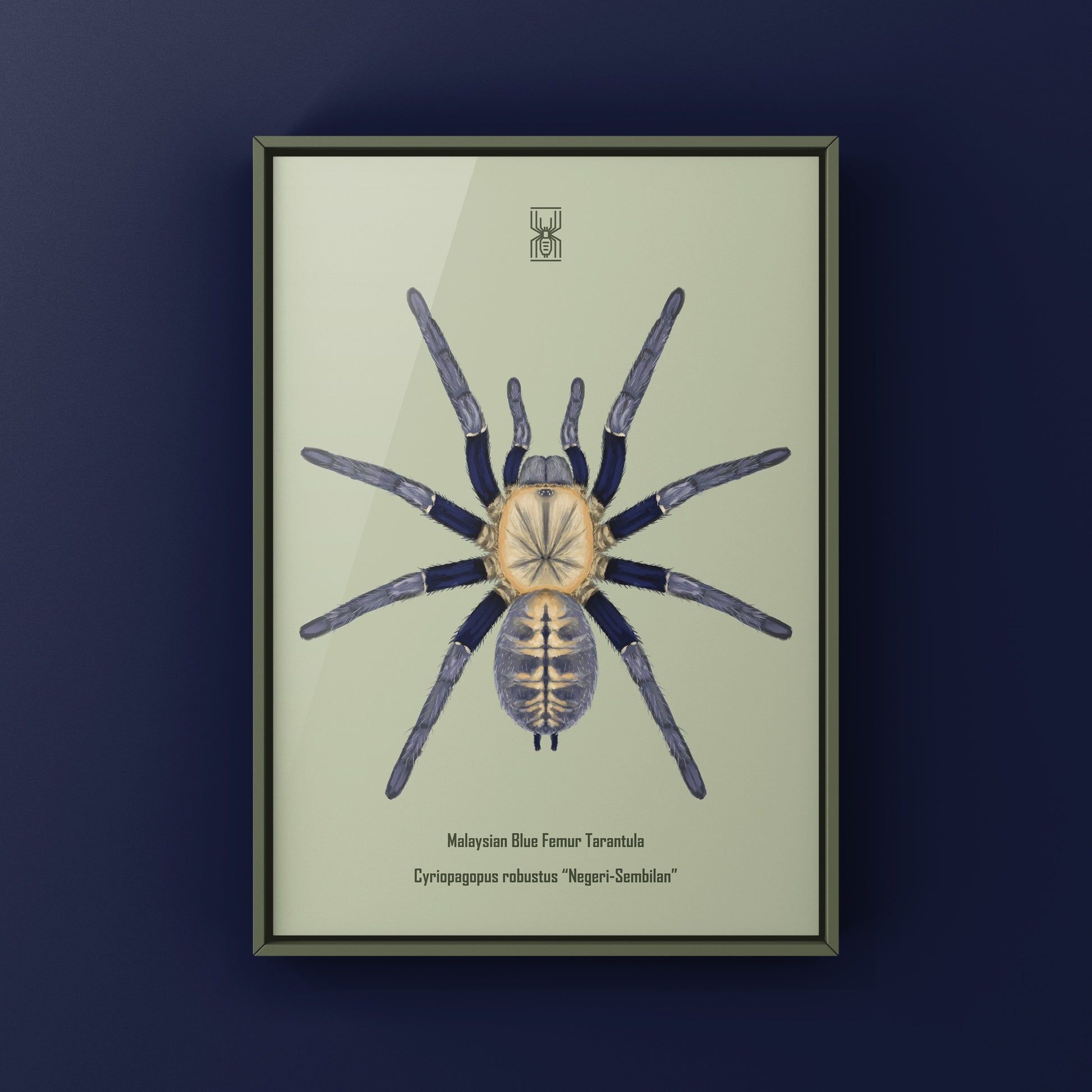 Malaysian Blue Femur Tarantula, Cyriopagopus Robustus "Negeri-Sembilan", Photographic Art Print from The Silk Ranch