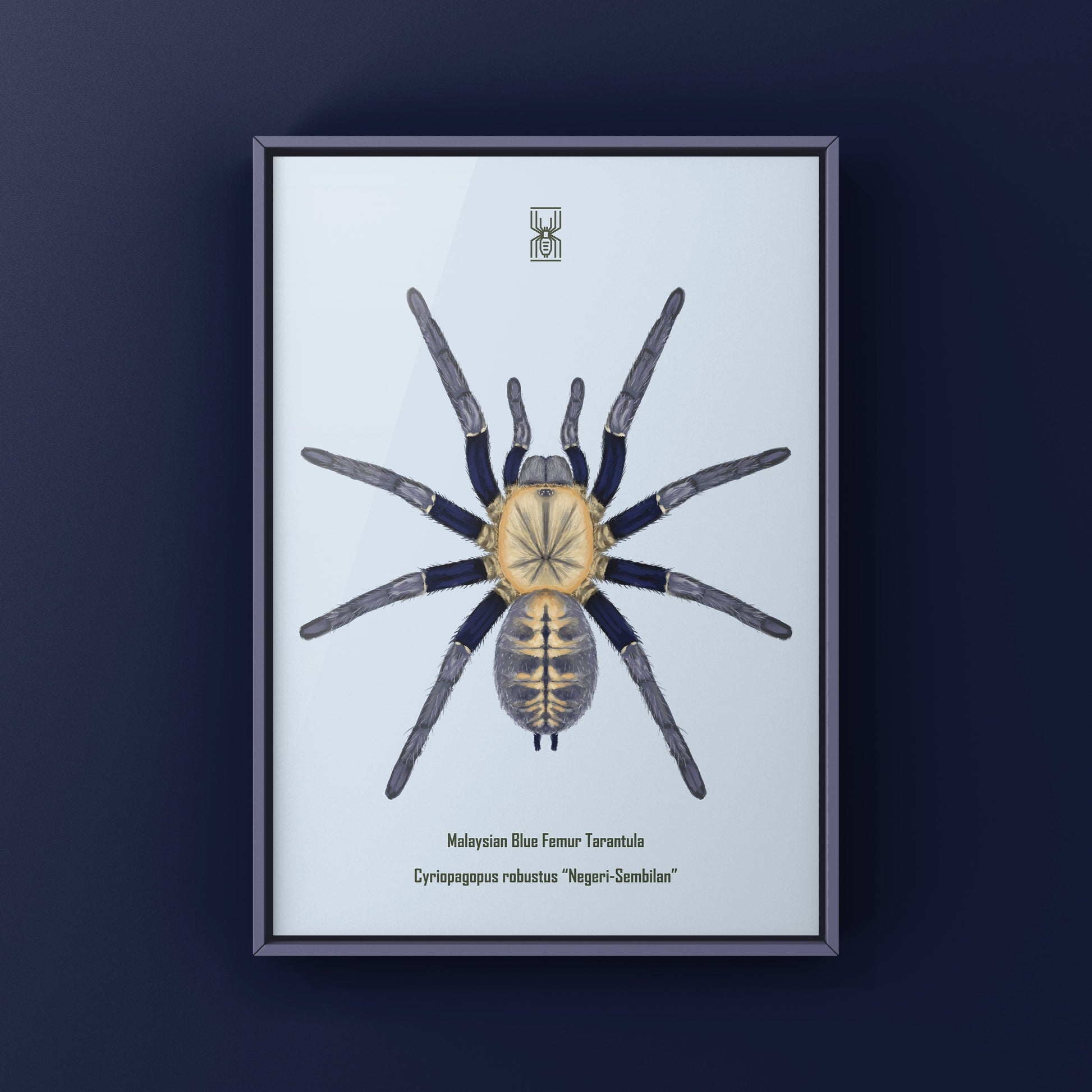 Malaysian Blue Femur Tarantula, Cyriopagopus Robustus "Negeri-Sembilan", Photographic Art Print from The Silk Ranch