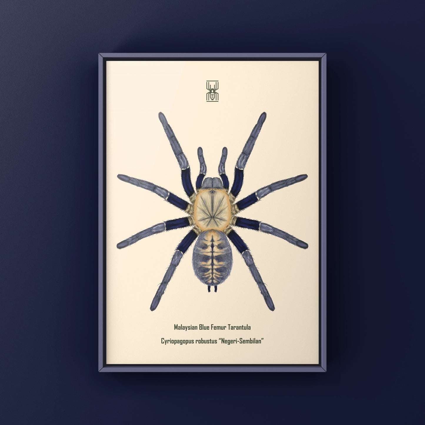 Malaysian Blue Femur Tarantula, Cyriopagopus Robustus "Negeri-Sembilan", Photographic Art Print from The Silk Ranch