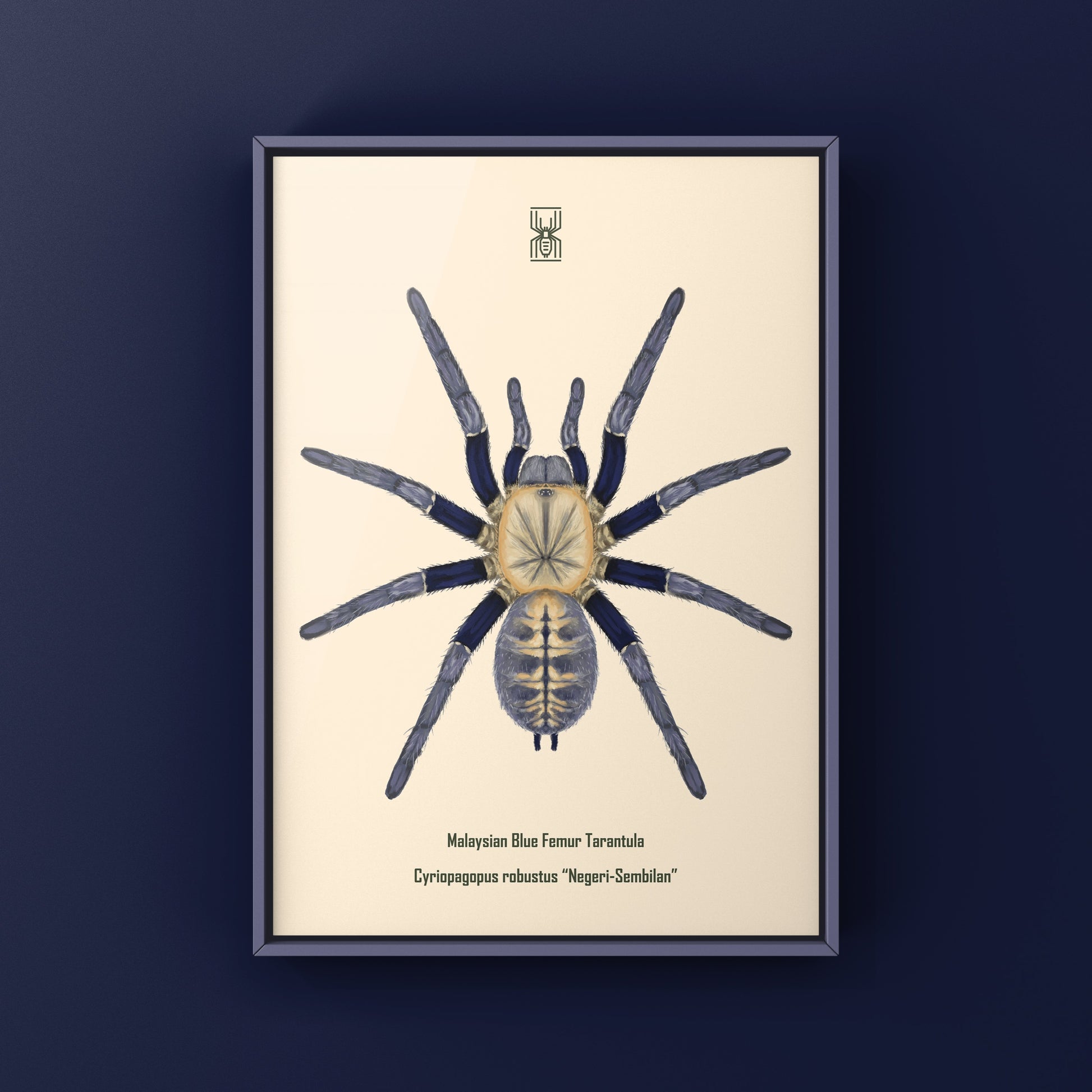 Malaysian Blue Femur Tarantula, Cyriopagopus Robustus "Negeri-Sembilan", Photographic Art Print from The Silk Ranch