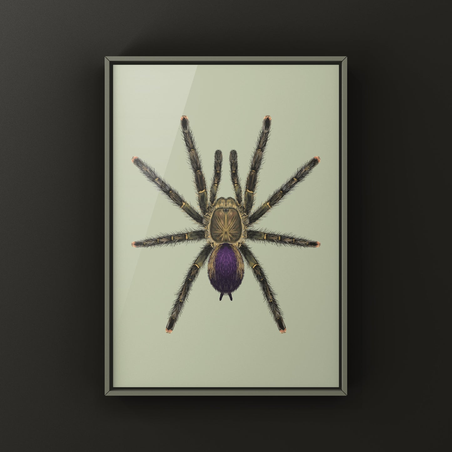 Mardi Gras Pinktoe Tarantula, Avicularia sp. Pucallpa, Photographic Art Print from The Silk Ranch