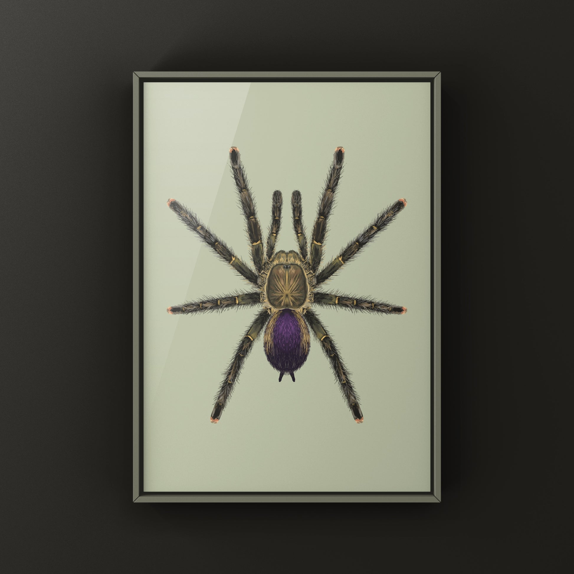 Mardi Gras Pinktoe Tarantula, Avicularia sp. Pucallpa, Photographic Art Print from The Silk Ranch
