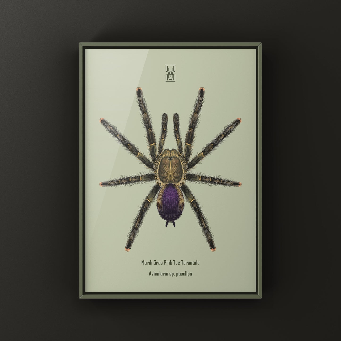 Mardi Gras Pinktoe Tarantula, Avicularia sp. Pucallpa, Photographic Art Print from The Silk Ranch