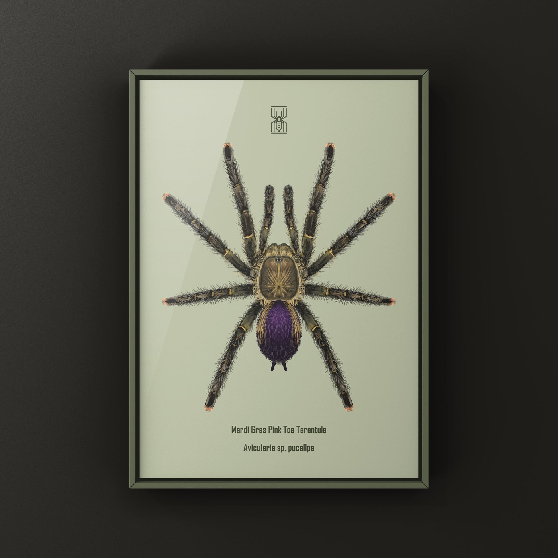 Mardi Gras Pinktoe Tarantula, Avicularia sp. Pucallpa, Photographic Art Print from The Silk Ranch