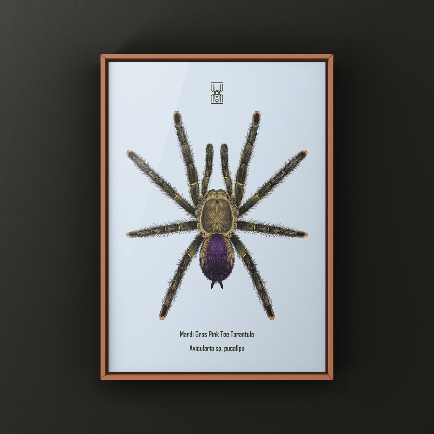 Mardi Gras Pinktoe Tarantula, Avicularia sp. Pucallpa, Photographic Art Print from The Silk Ranch