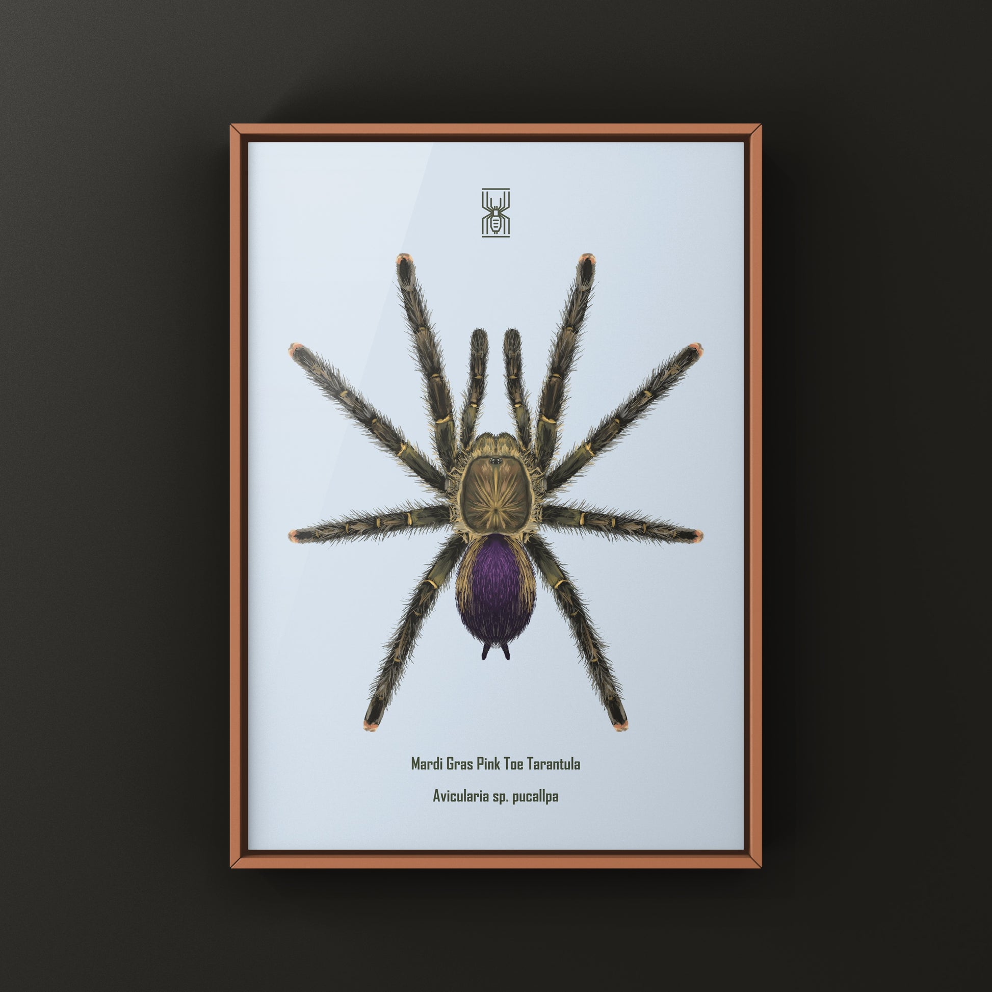 Mardi Gras Pinktoe Tarantula, Avicularia sp. Pucallpa, Photographic Art Print from The Silk Ranch