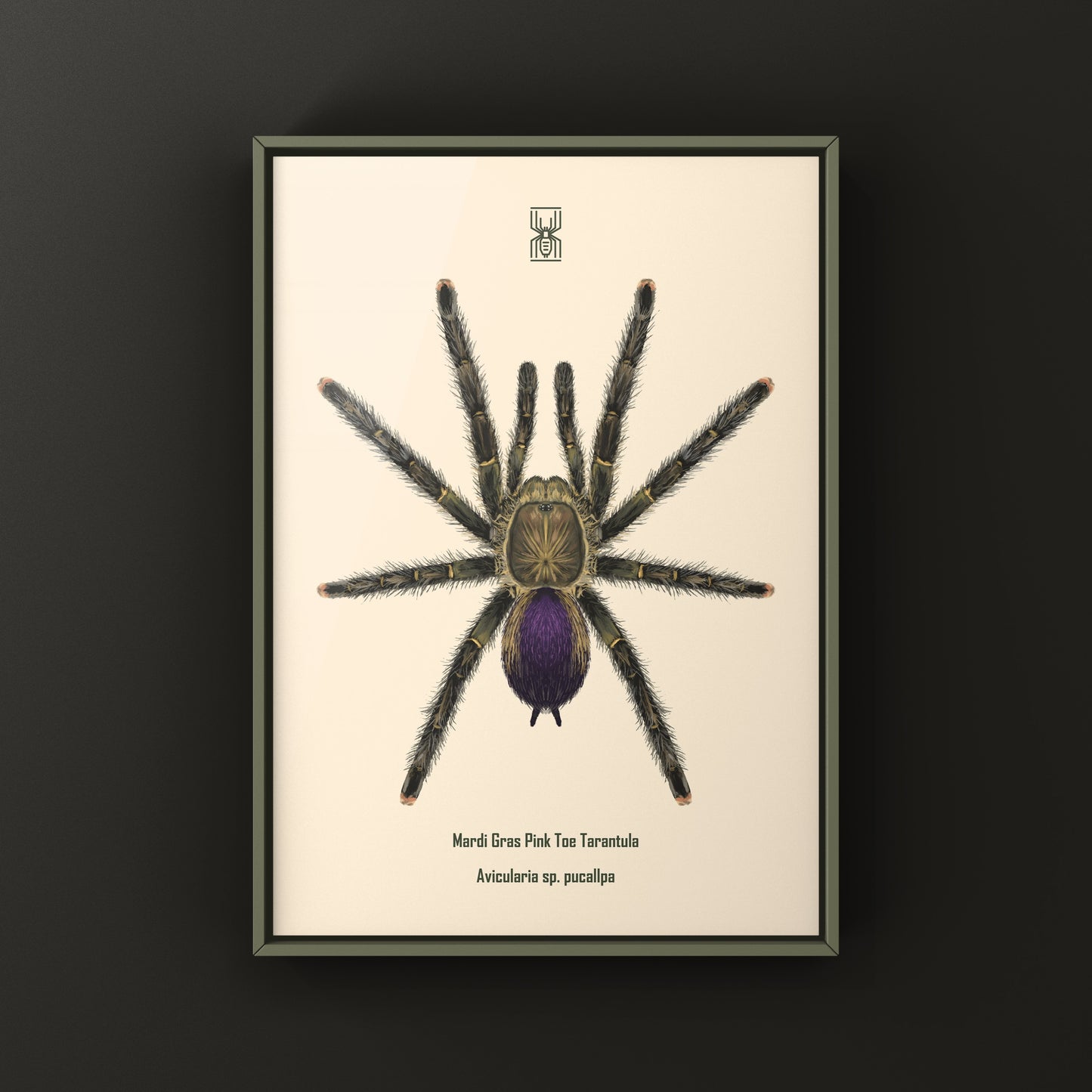 Mardi Gras Pinktoe Tarantula, Avicularia sp. Pucallpa, Photographic Art Print from The Silk Ranch