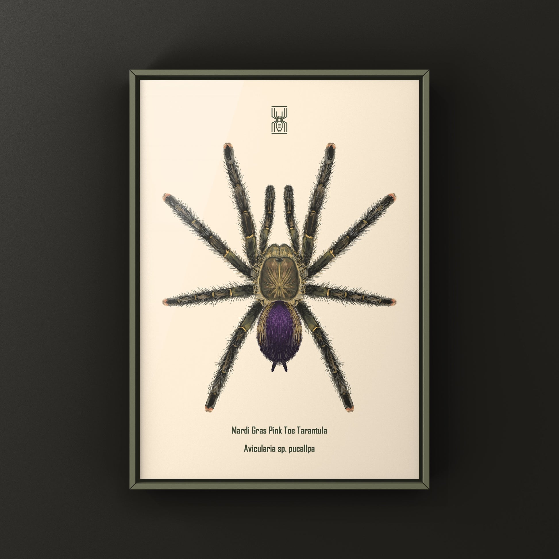 Mardi Gras Pinktoe Tarantula, Avicularia sp. Pucallpa, Photographic Art Print from The Silk Ranch