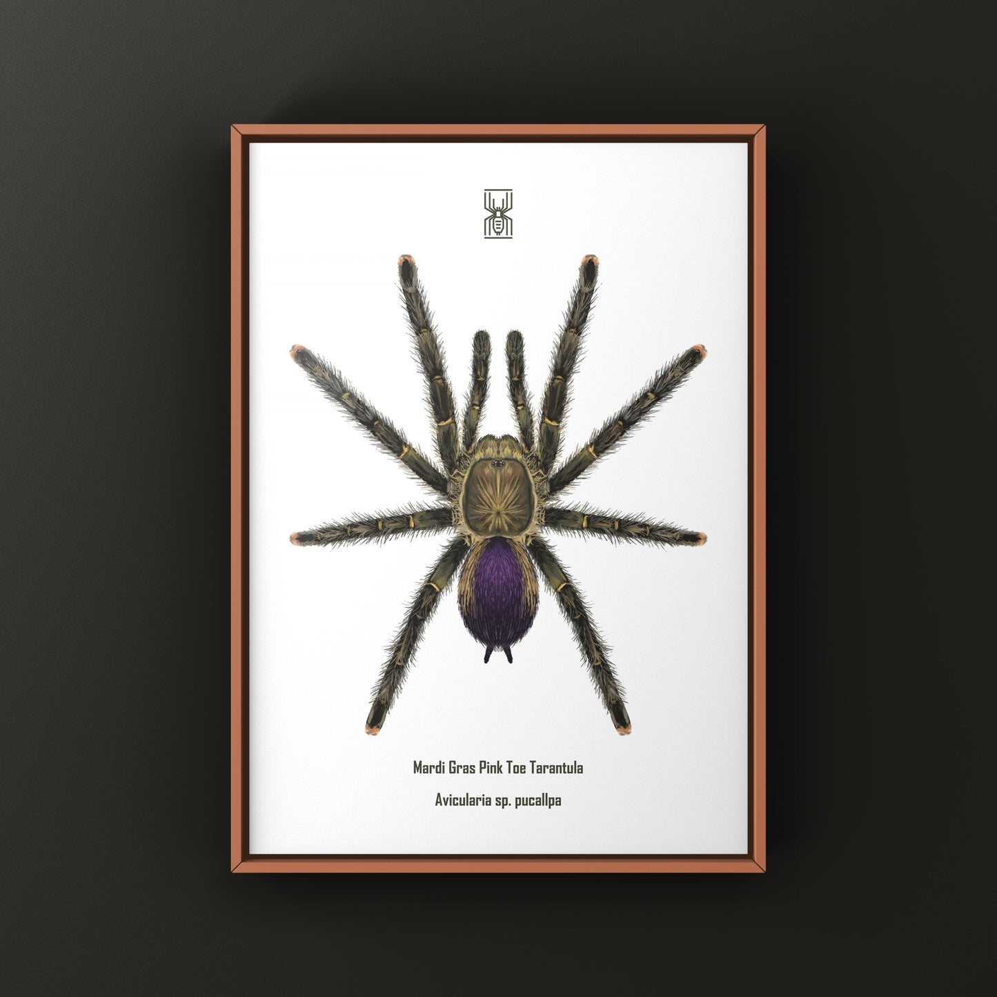 Mardi Gras Pinktoe Tarantula, Avicularia sp. Pucallpa, Photographic Art Print from The Silk Ranch