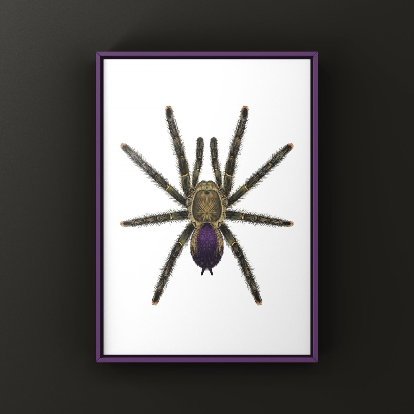 Mardi Gras Pinktoe Tarantula, Avicularia sp. Pucallpa, Photographic Art Print from The Silk Ranch