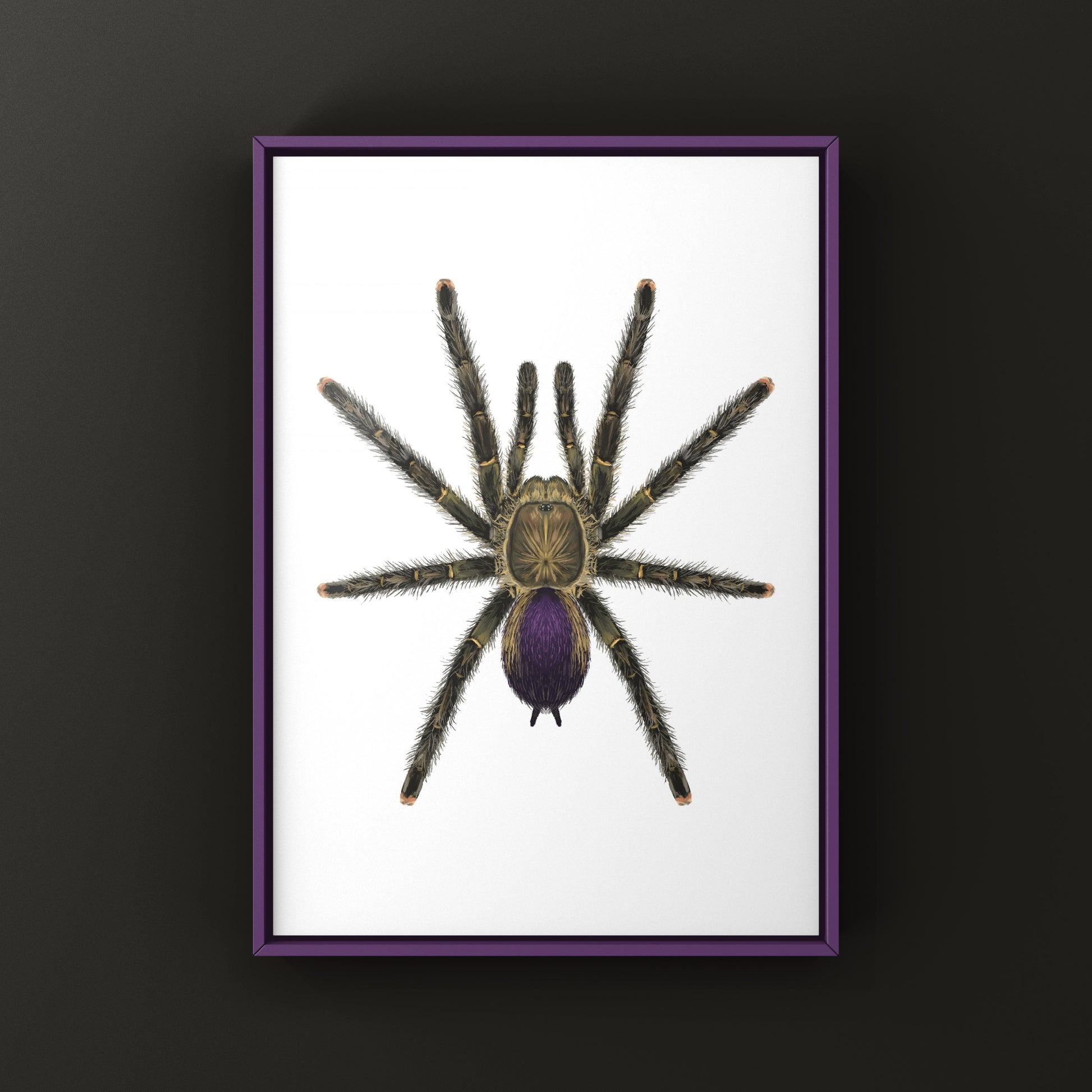 Mardi Gras Pinktoe Tarantula, Avicularia sp. Pucallpa, Photographic Art Print from The Silk Ranch