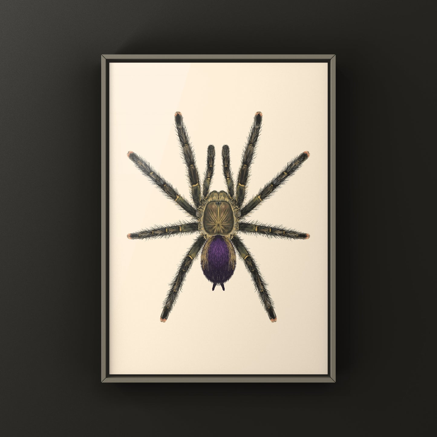 Mardi Gras Pinktoe Tarantula, Avicularia sp. Pucallpa, Photographic Art Print from The Silk Ranch