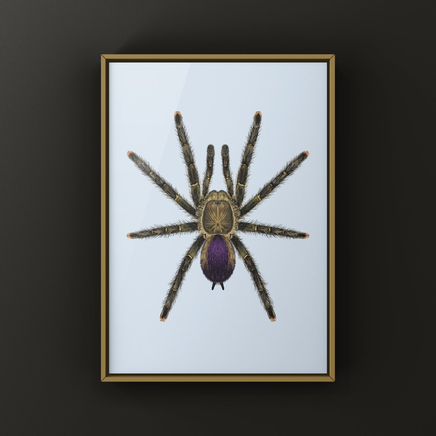 Mardi Gras Pinktoe Tarantula, Avicularia sp. Pucallpa, Photographic Art Print from The Silk Ranch