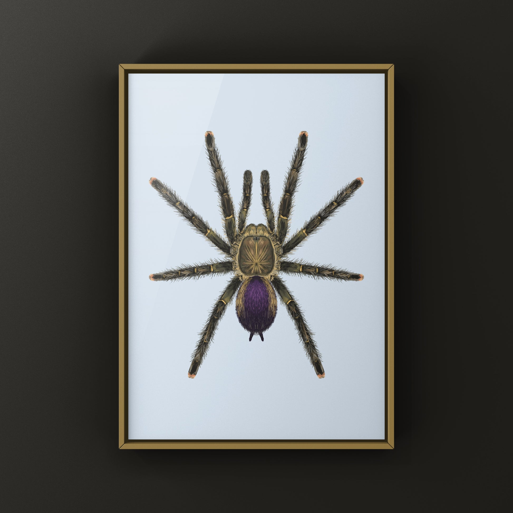 Mardi Gras Pinktoe Tarantula, Avicularia sp. Pucallpa, Photographic Art Print from The Silk Ranch