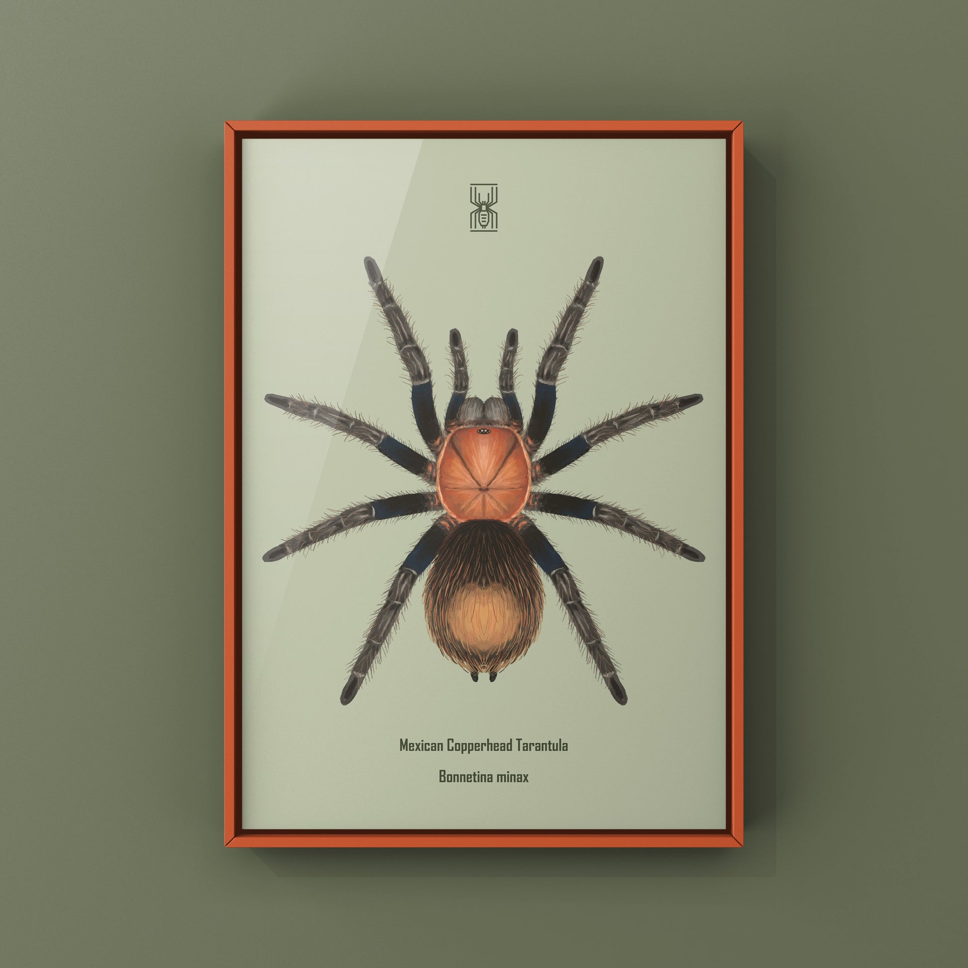 Mexican Copperhead Tarantula, Bonnetina Minax, Photographic Art Print from The Silk Ranch