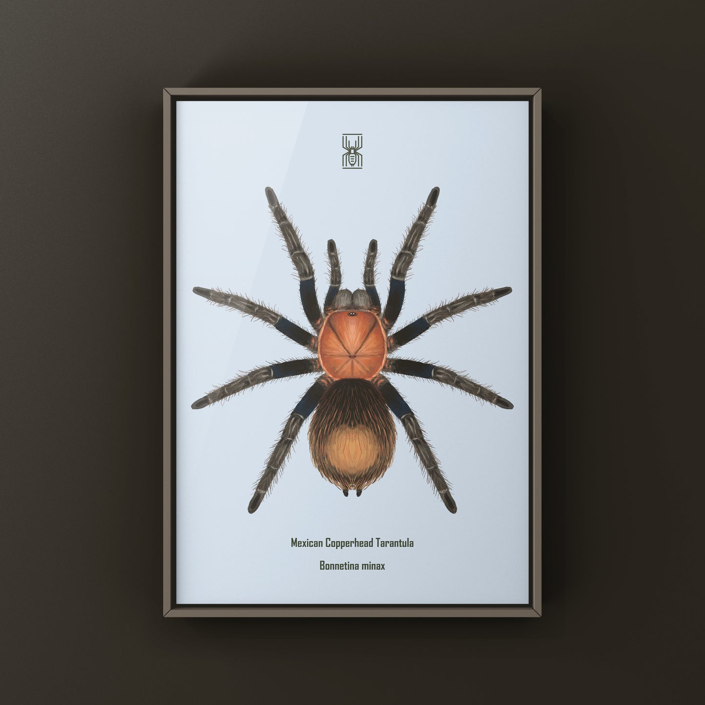 Mexican Copperhead Tarantula, Bonnetina Minax, Photographic Art Print from The Silk Ranch