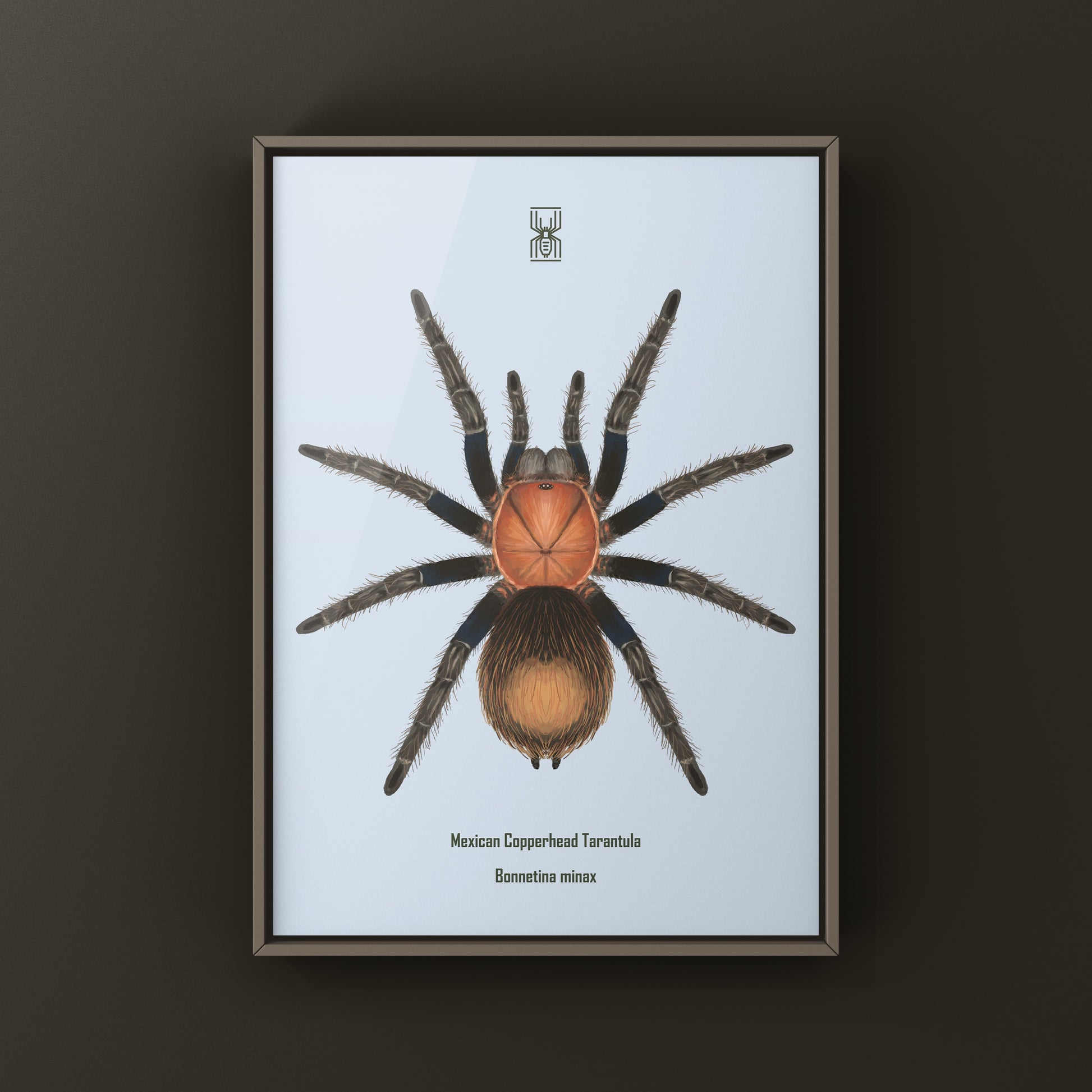 Mexican Copperhead Tarantula, Bonnetina Minax, Photographic Art Print from The Silk Ranch