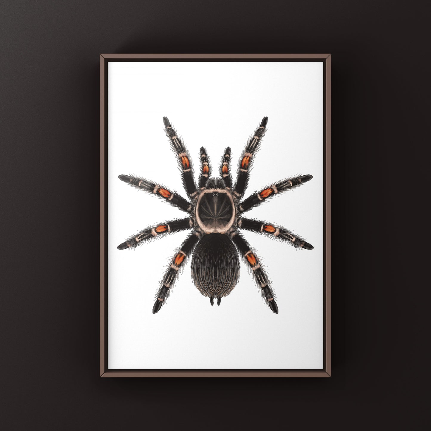 Mexican Flame Knee Tarantula, Brachypelma Auratum, Photographic Art Print from The Silk Ranch