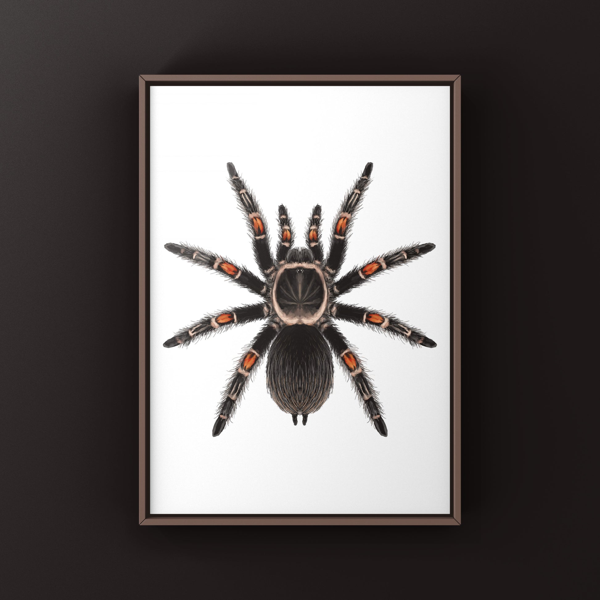 Mexican Flame Knee Tarantula, Brachypelma Auratum, Photographic Art Print from The Silk Ranch
