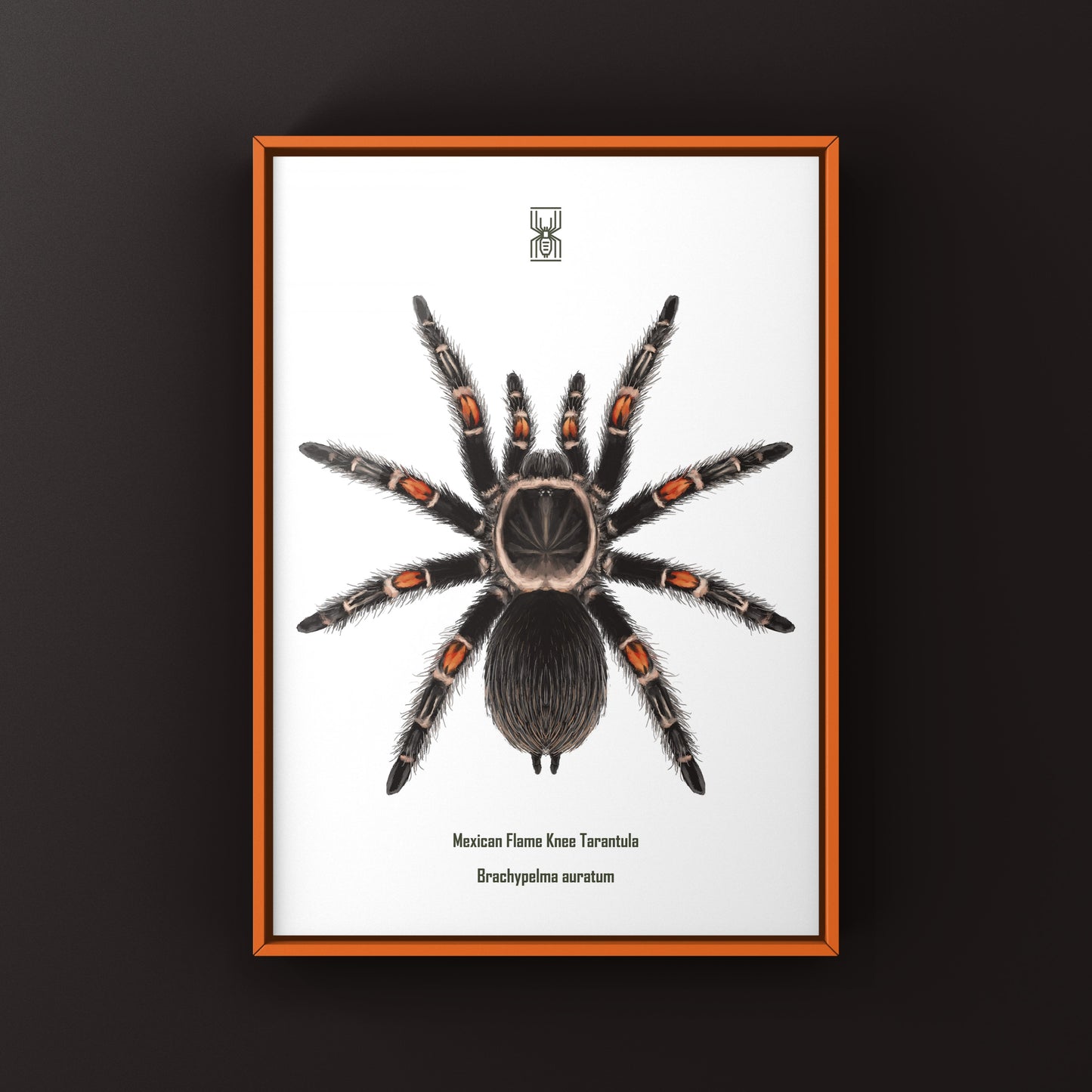 Mexican Flame Knee Tarantula, Brachypelma Auratum, Photographic Art Print from The Silk Ranch