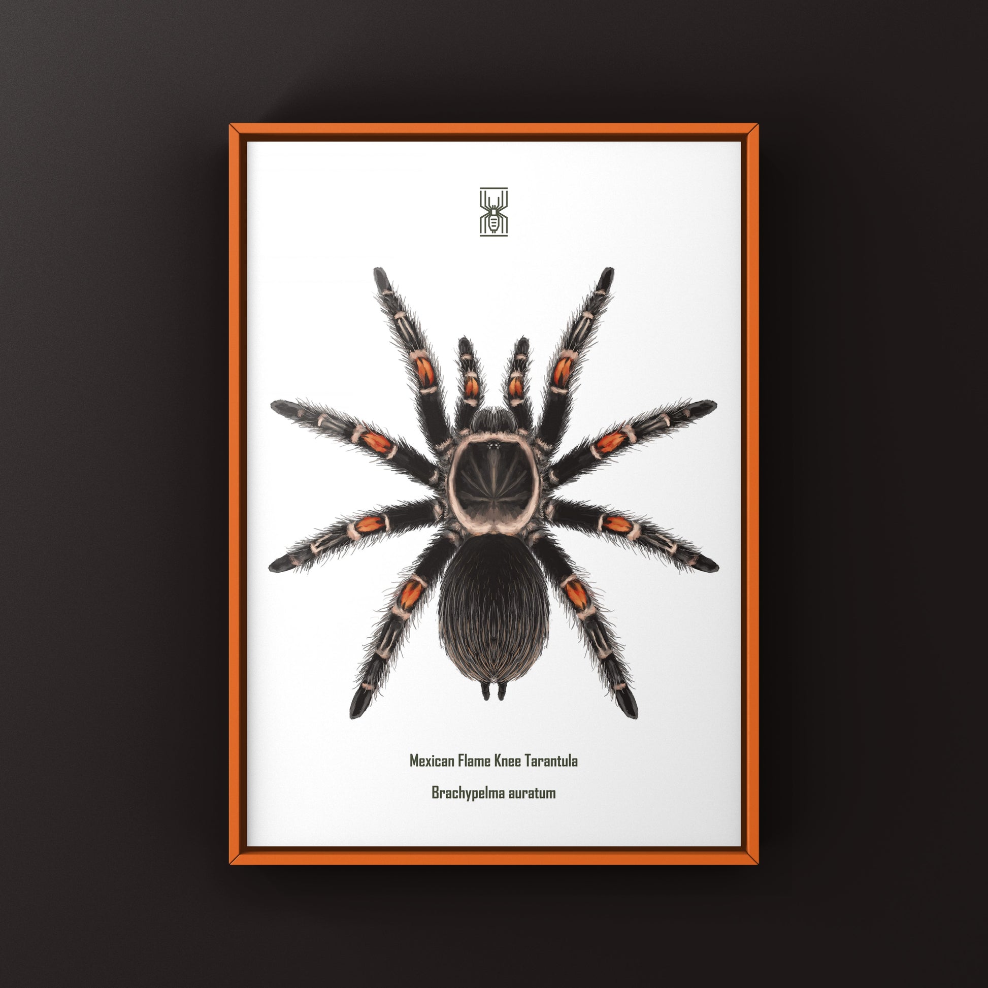 Mexican Flame Knee Tarantula, Brachypelma Auratum, Photographic Art Print from The Silk Ranch
