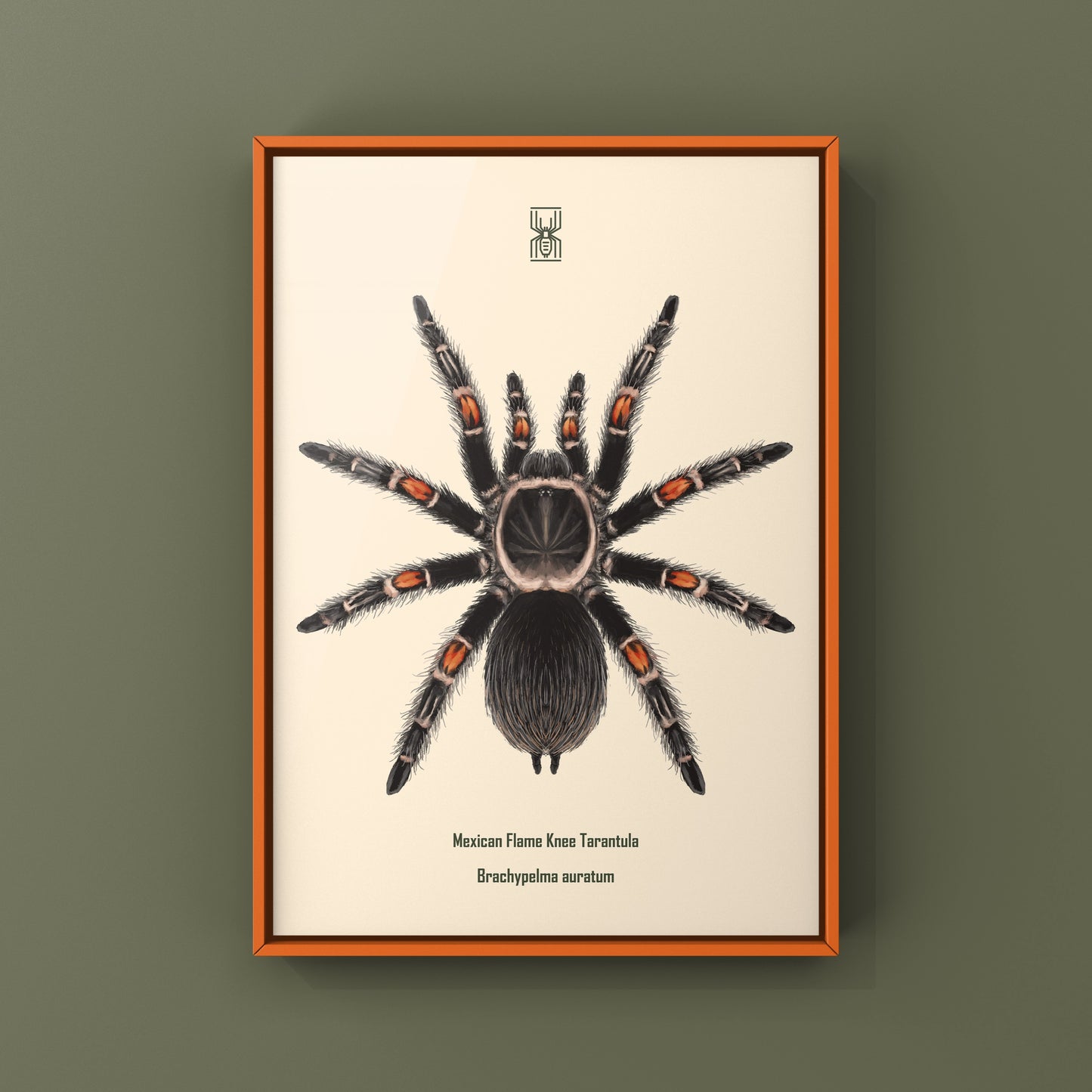 Mexican Flame Knee Tarantula, Brachypelma Auratum, Photographic Art Print from The Silk Ranch