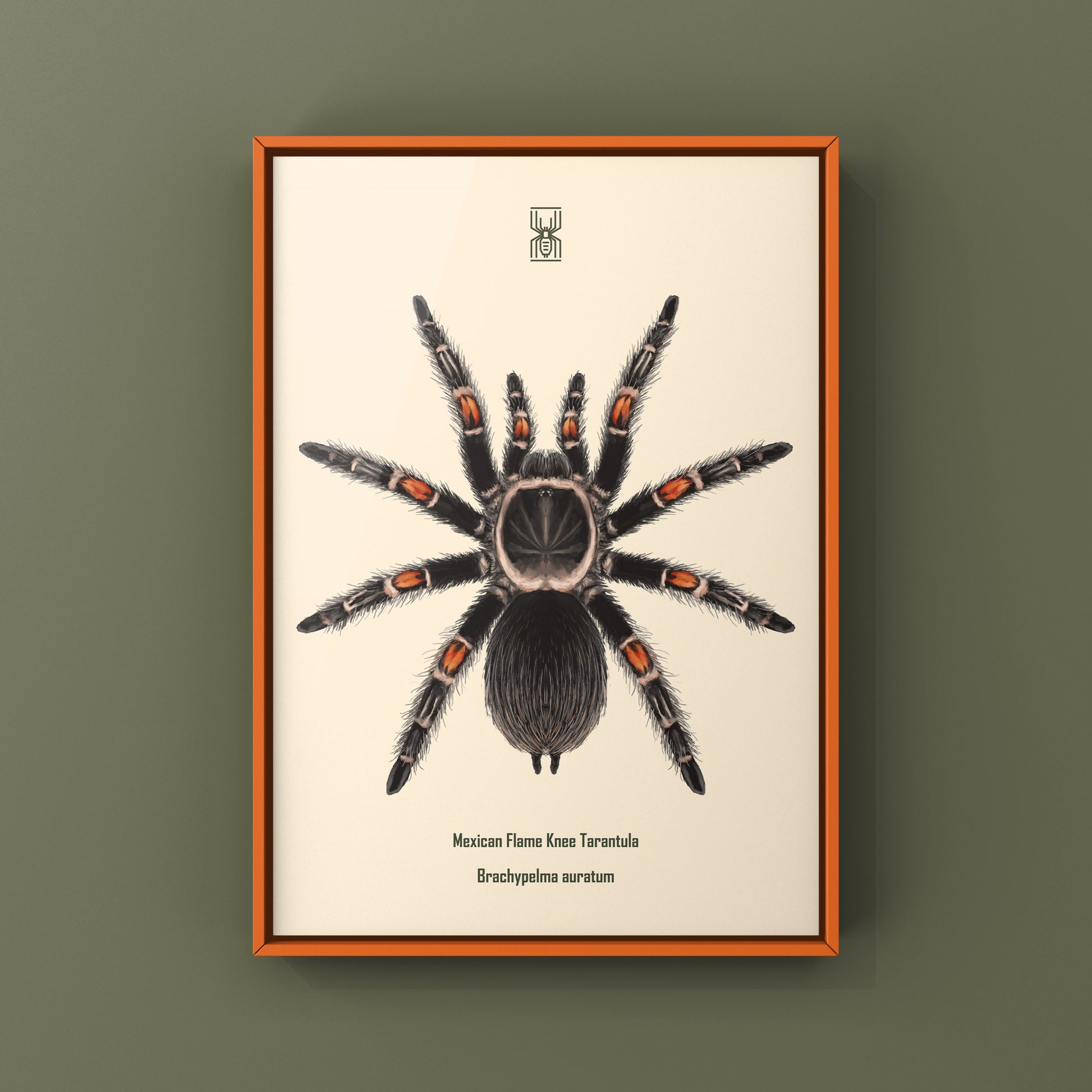 Mexican Flame Knee Tarantula, Brachypelma Auratum, Photographic Art Print from The Silk Ranch