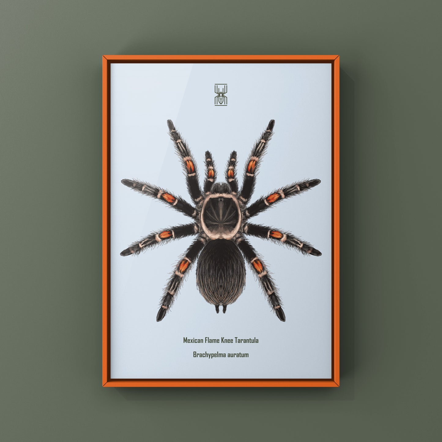 Mexican Flame Knee Tarantula, Brachypelma Auratum, Photographic Art Print from The Silk Ranch