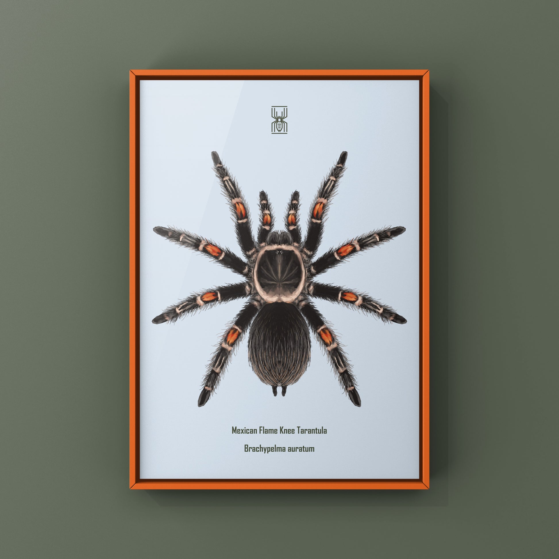 Mexican Flame Knee Tarantula, Brachypelma Auratum, Photographic Art Print from The Silk Ranch