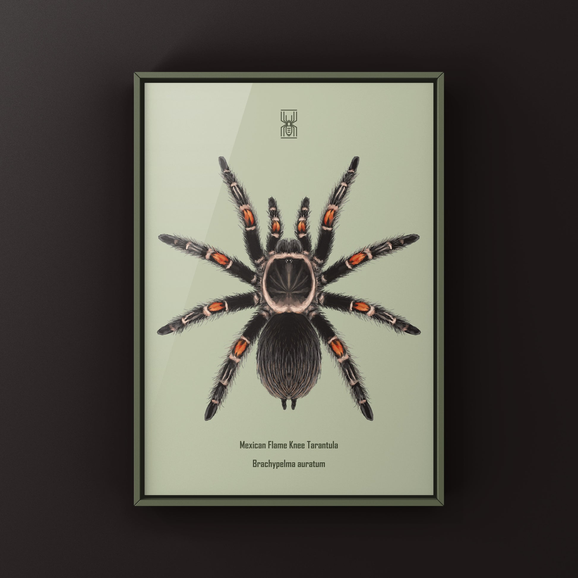 Mexican Flame Knee Tarantula, Brachypelma Auratum, Photographic Art Print from The Silk Ranch