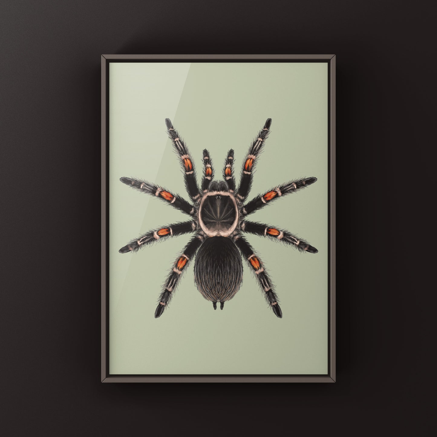 Mexican Flame Knee Tarantula, Brachypelma Auratum, Photographic Art Print from The Silk Ranch