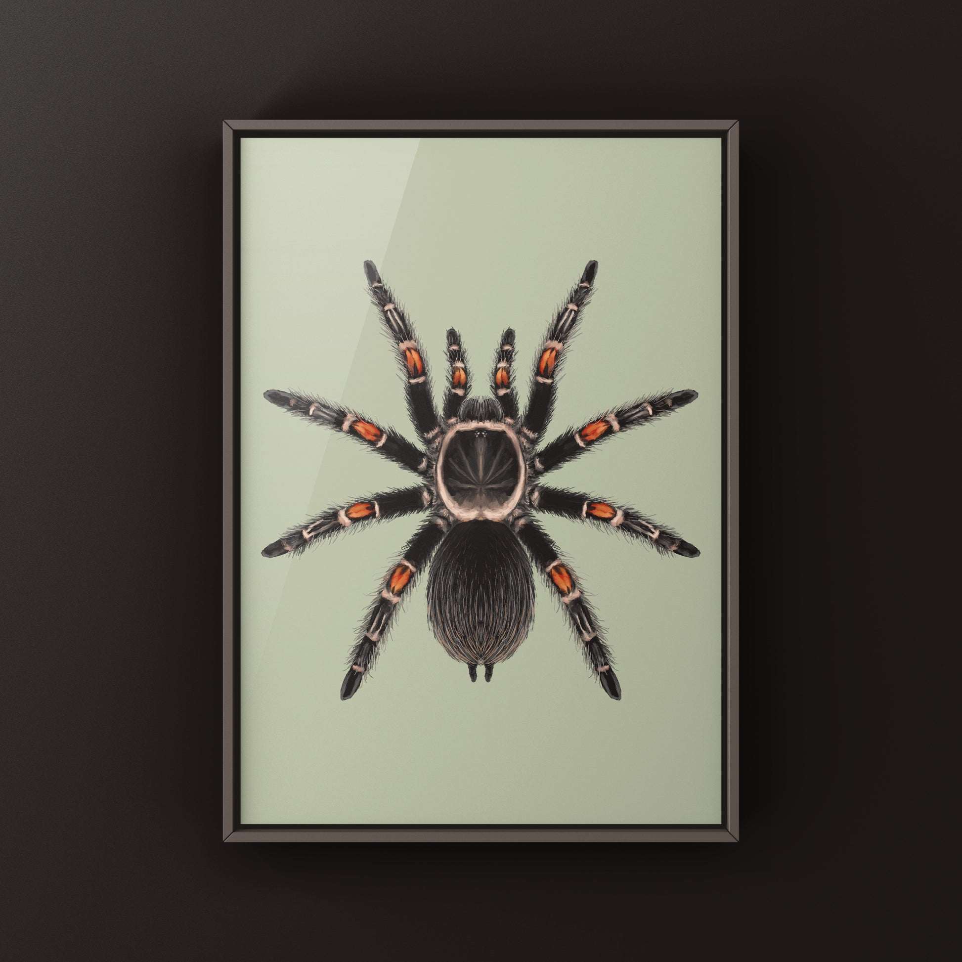 Mexican Flame Knee Tarantula, Brachypelma Auratum, Photographic Art Print from The Silk Ranch