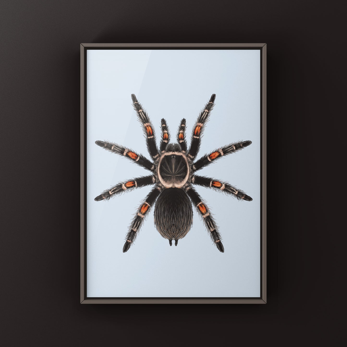 Mexican Flame Knee Tarantula, Brachypelma Auratum, Photographic Art Print from The Silk Ranch