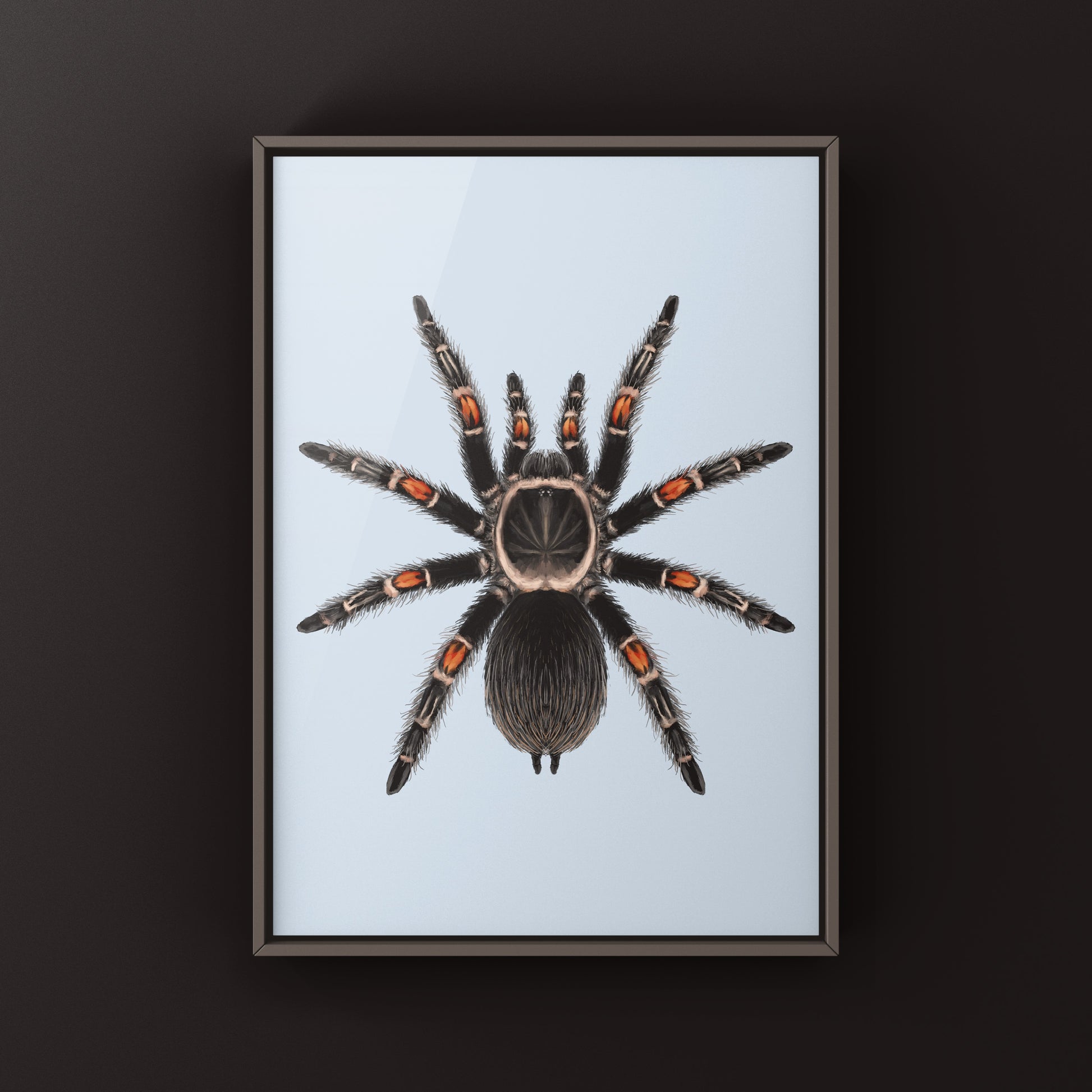 Mexican Flame Knee Tarantula, Brachypelma Auratum, Photographic Art Print from The Silk Ranch
