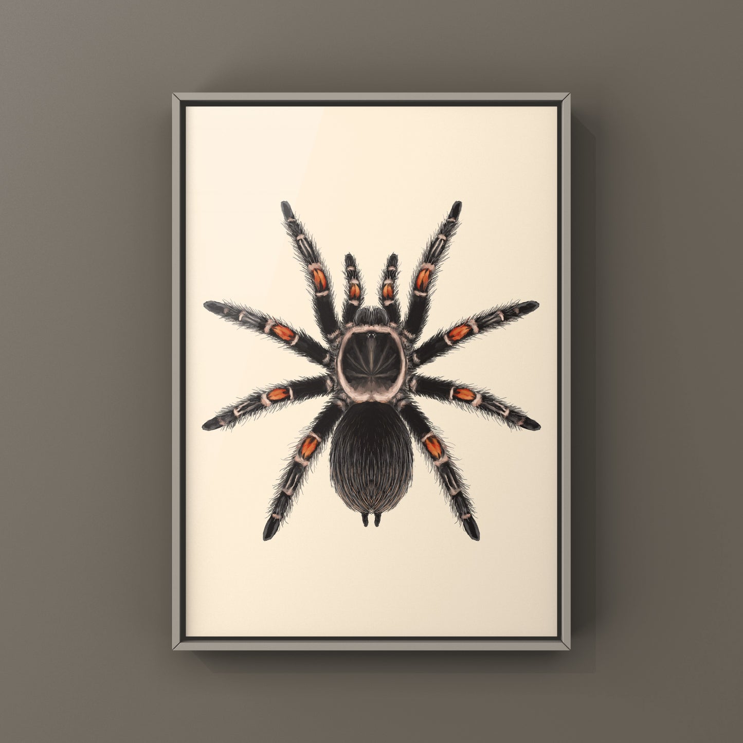 Mexican Flame Knee Tarantula, Brachypelma Auratum, Photographic Art Print from The Silk Ranch