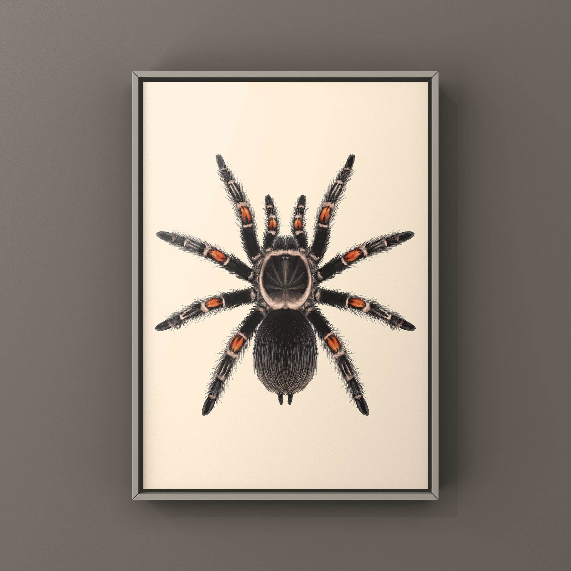 Mexican Flame Knee Tarantula, Brachypelma Auratum, Photographic Art Print from The Silk Ranch