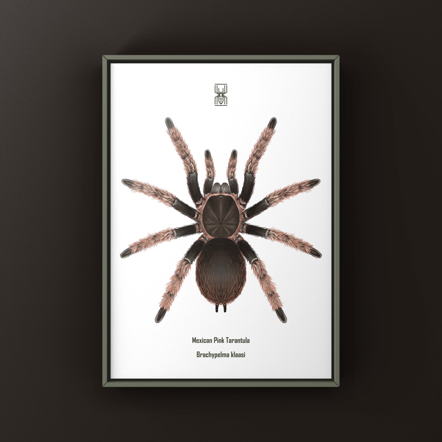 Mexican Pink Tarantula, Brachypelma Klaasi, Photographic Art Print from The Silk Ranch