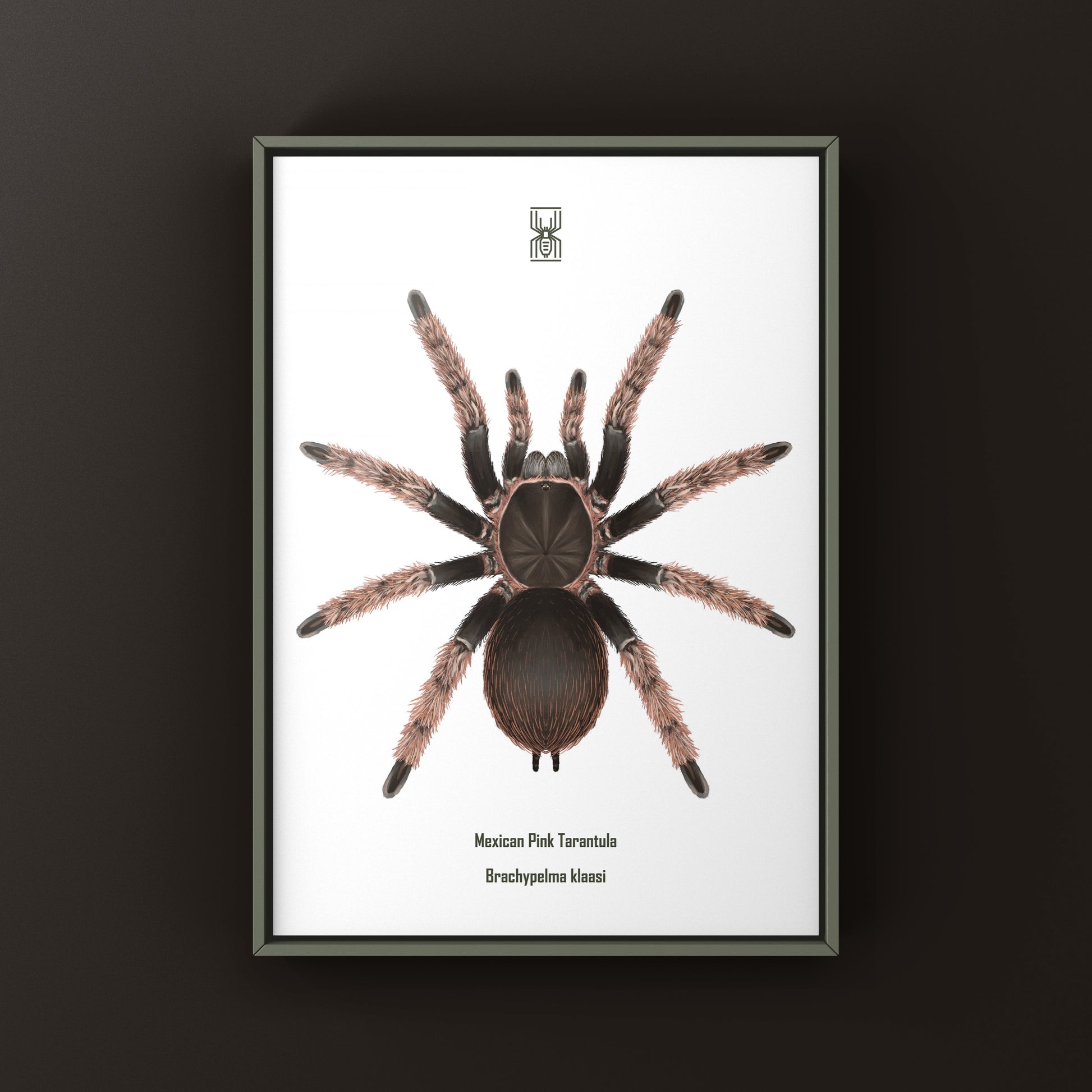 Mexican Pink Tarantula, Brachypelma Klaasi, Photographic Art Print from The Silk Ranch