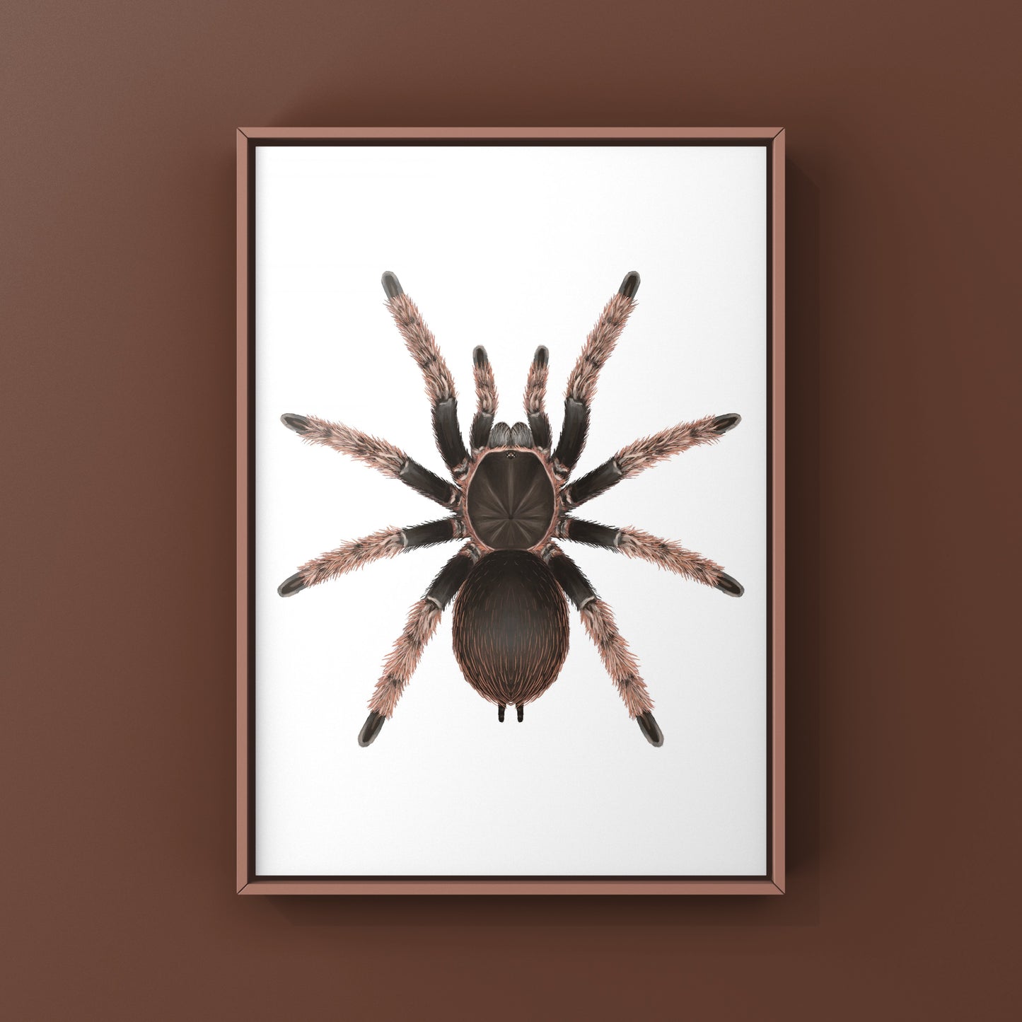 Mexican Pink Tarantula, Brachypelma Klaasi, Photographic Art Print from The Silk Ranch
