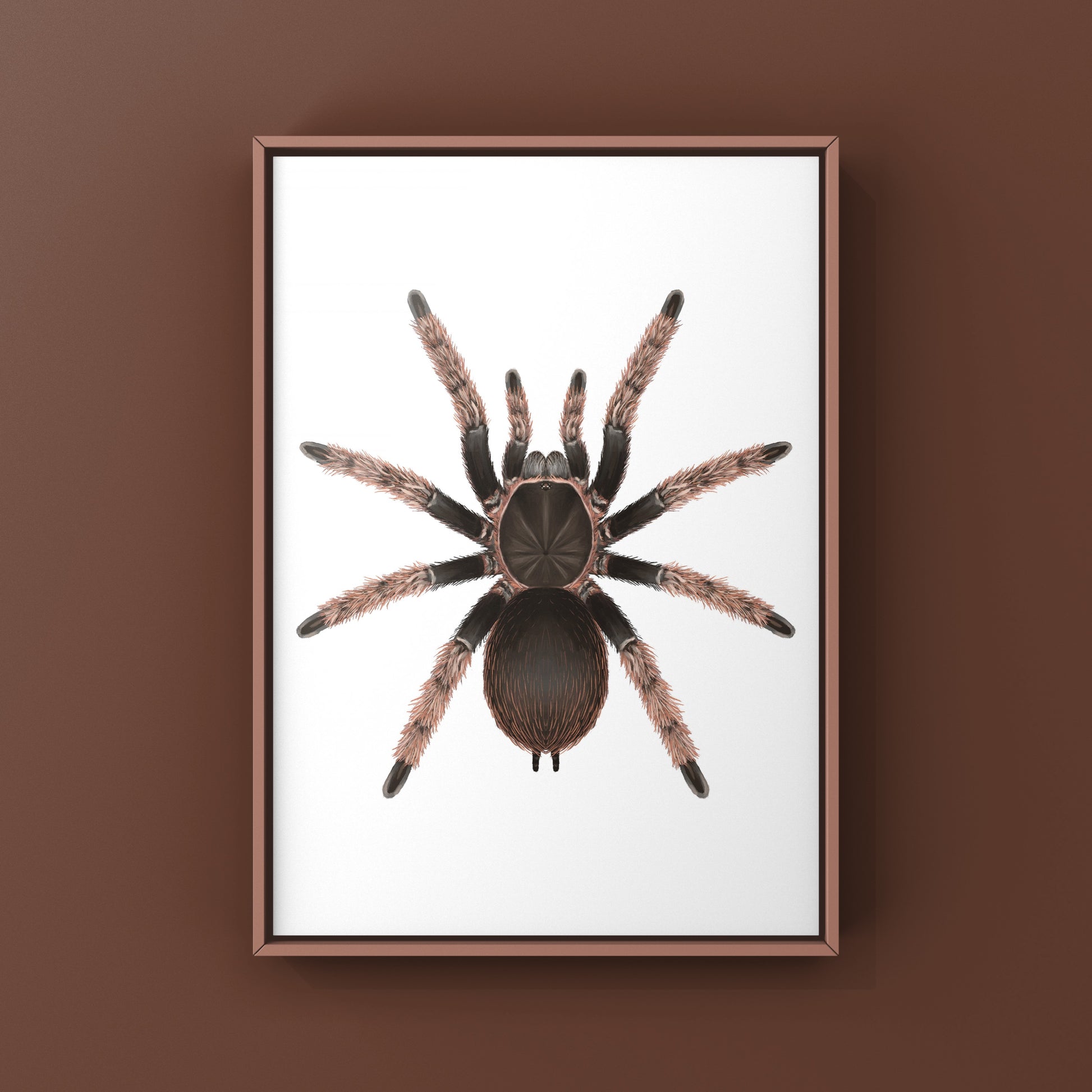 Mexican Pink Tarantula, Brachypelma Klaasi, Photographic Art Print from The Silk Ranch