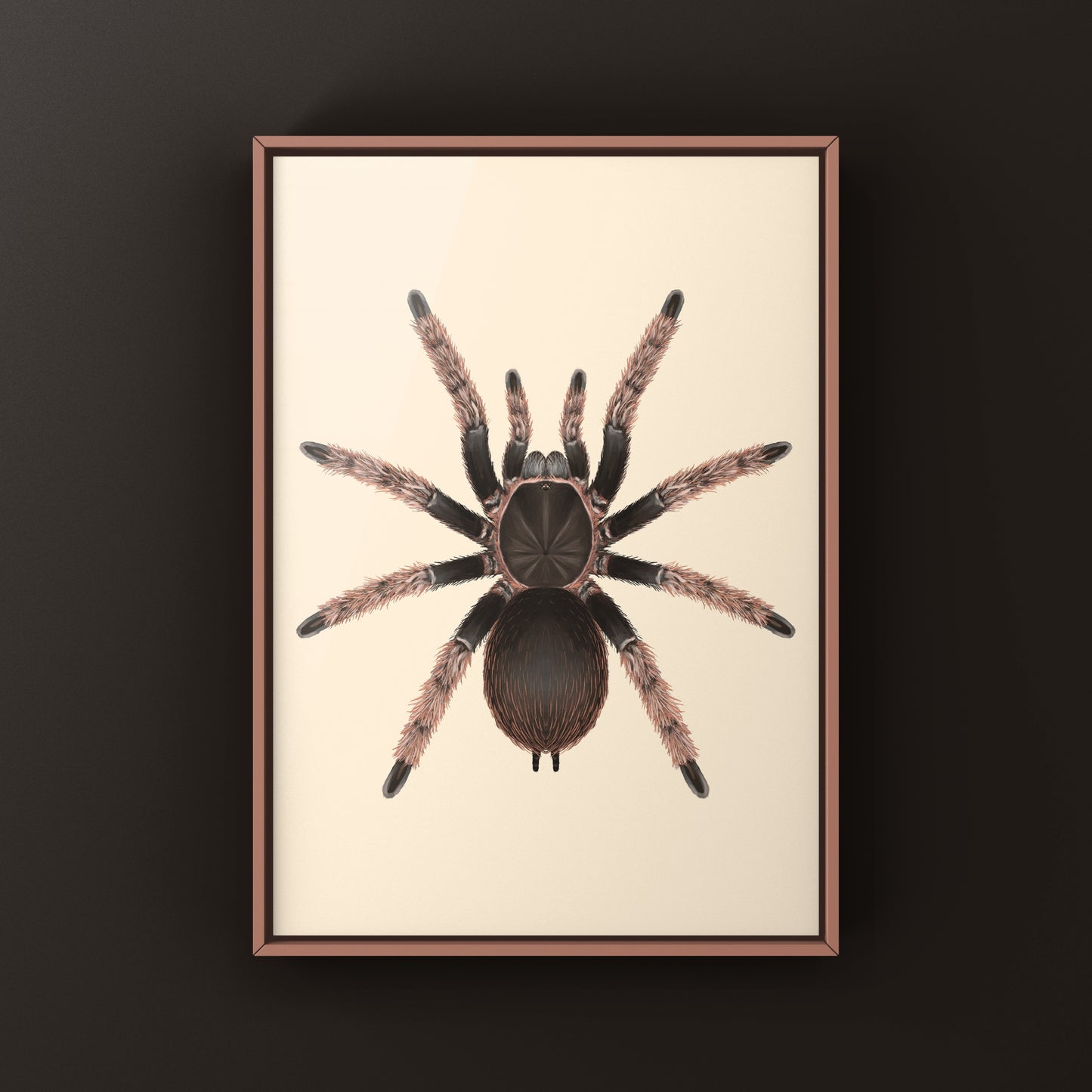 Mexican Pink Tarantula, Brachypelma Klaasi, Photographic Art Print from The Silk Ranch