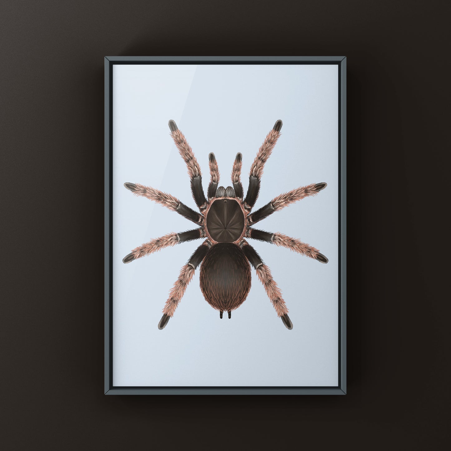 Mexican Pink Tarantula, Brachypelma Klaasi, Photographic Art Print from The Silk Ranch